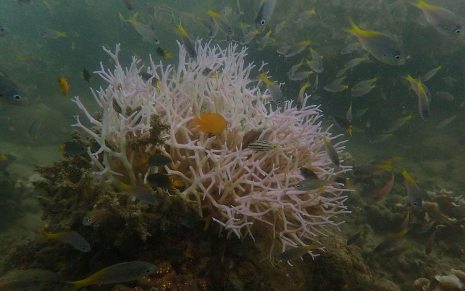 New photos reveal fresh bleaching at beleaguered Great Barrier Reef