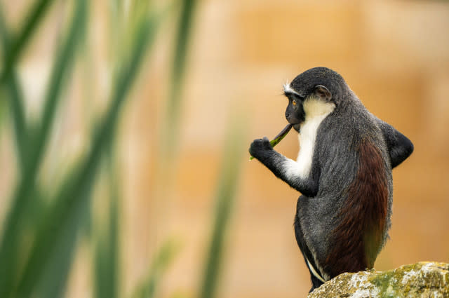 Chester Zoo welcomes rare new monkeys for the first time in 50 years as conservationists race to prevent their extinction