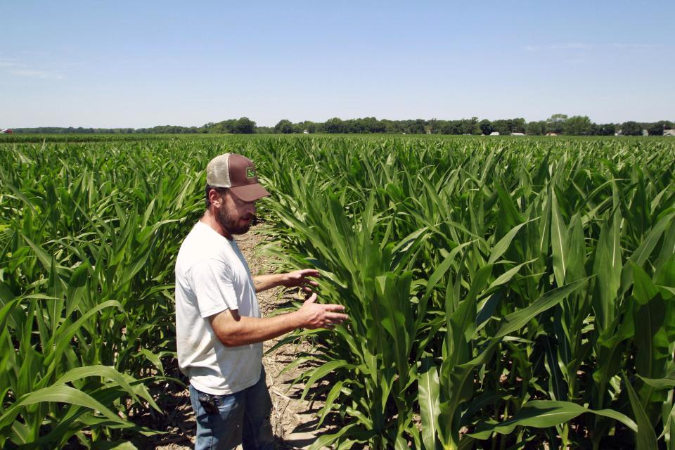 Pat Giberson checks on his corn crop in Pemberton, N.J., Friday, July, 6, 2012. Despite extremely dry conditions and temperatures in the 90's, Giberson says compared with the crops in the drought-stricken midwest, his corn isn't doing too badly. (AP Photo/Mel Evans)