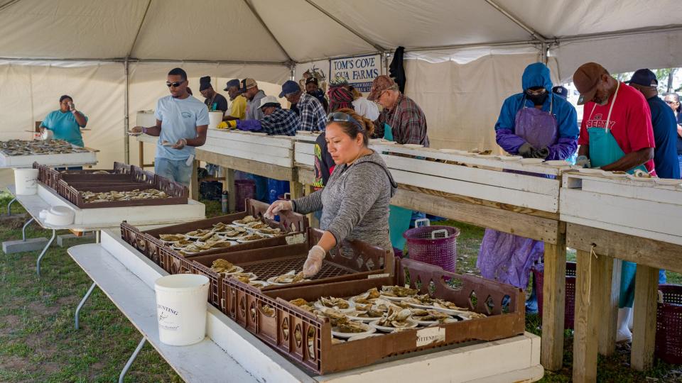 Large trays are filled  at oyster raw bar for patrons of the 53rd annual Chincoteague Seafood Festival held May 6 at Tom's Cove Campground. The event, sponsored by the Chincoteague Chamber of Commerce, promotes the seafood industry on Virginia’s Eastern Shore.