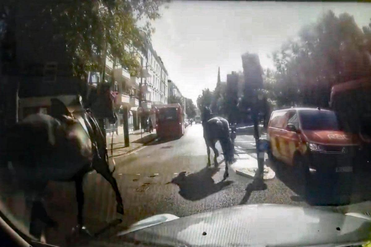 Watch the footage of horses running loose through the streets of central London. <i>(Image: @Davenoisome/PA)</i>