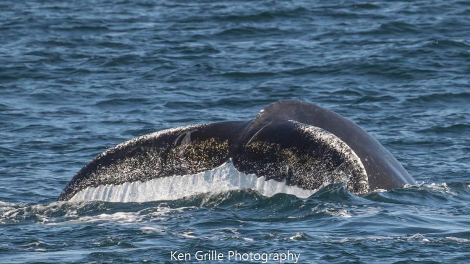 The humpback was spotted in Cape Cod Bay.