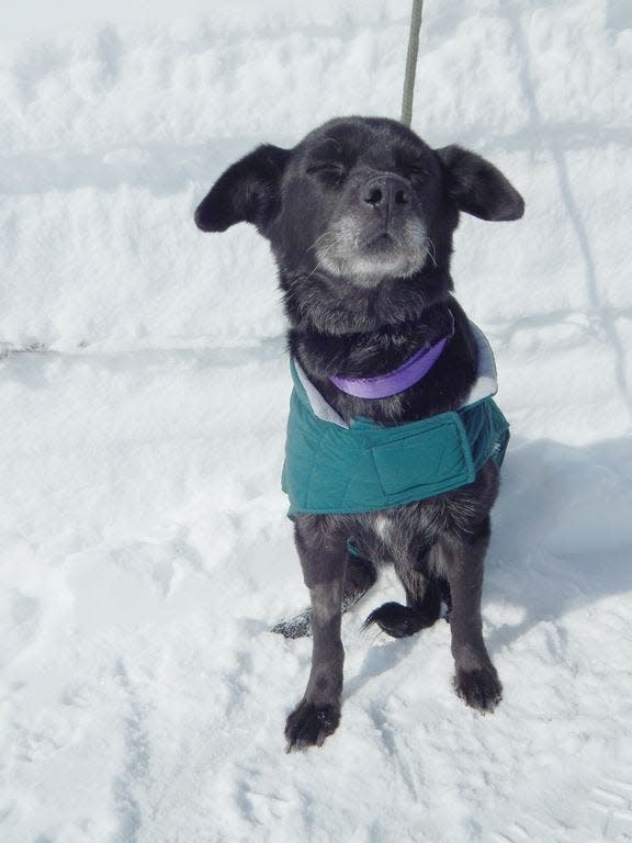 The Chippewa County Animal Shelter cares for hundreds of animals each year.