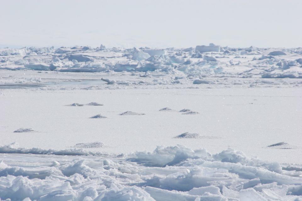 'Hummocks' in the ice where narwhals surfaced in thin ice to breatheand left an imprint.