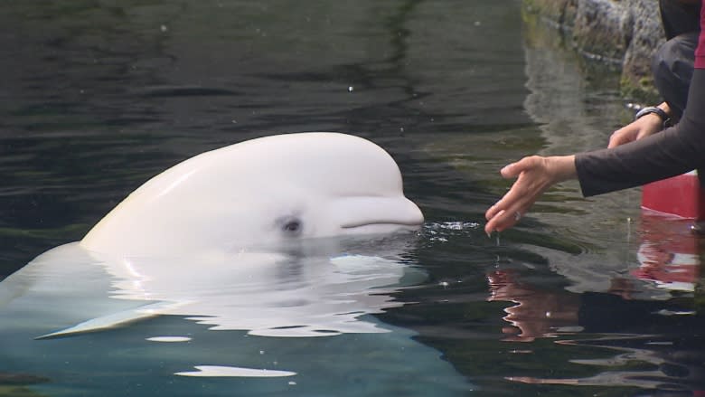 Vancouver Aquarium's whale program provokes more debate