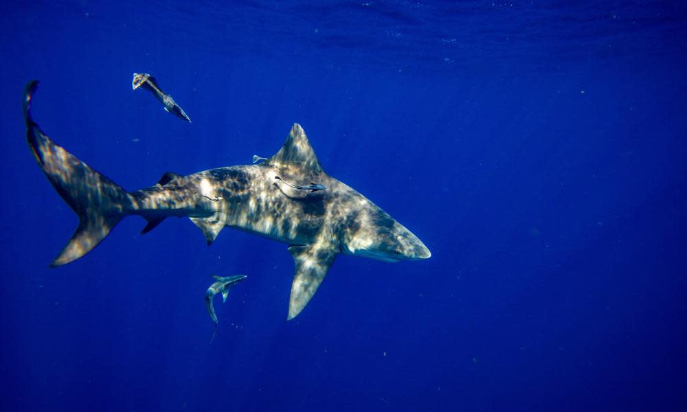 <span>Photograph: Joseph Prezioso/AFP/Getty Images</span>