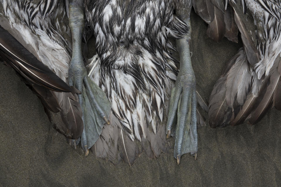 Un pelícano yace muerto en la playa de Santa María en Lima, Perú, el martes 29 de noviembre de 2022. (AP Foto/Guadalupe Pardo)