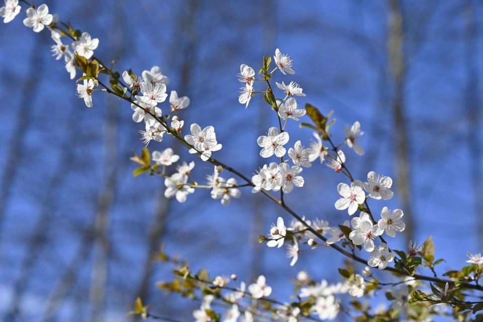 march gardening