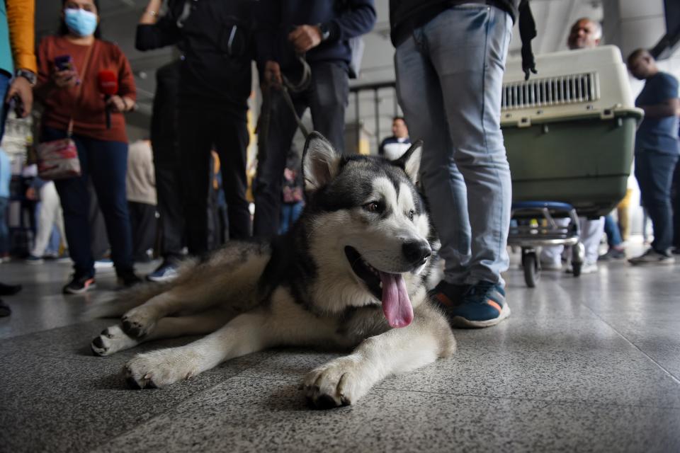 Tras aterrizar, los animales son revisados en la aduana y tal vez se requiera a los dueños que paguen impuestos, dependiendo del destino. (Sanchit Khanna/Hindustan Times vía Getty Images. Archivo)