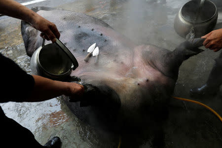 Worshippers remove the hair from the carcass of a fattened pig which is winner of the "holy pig" contest, during a sacrificial ceremony at Sanxia district, in New Taipei City, Taiwan February 1, 2017. REUTERS/Tyrone Siu