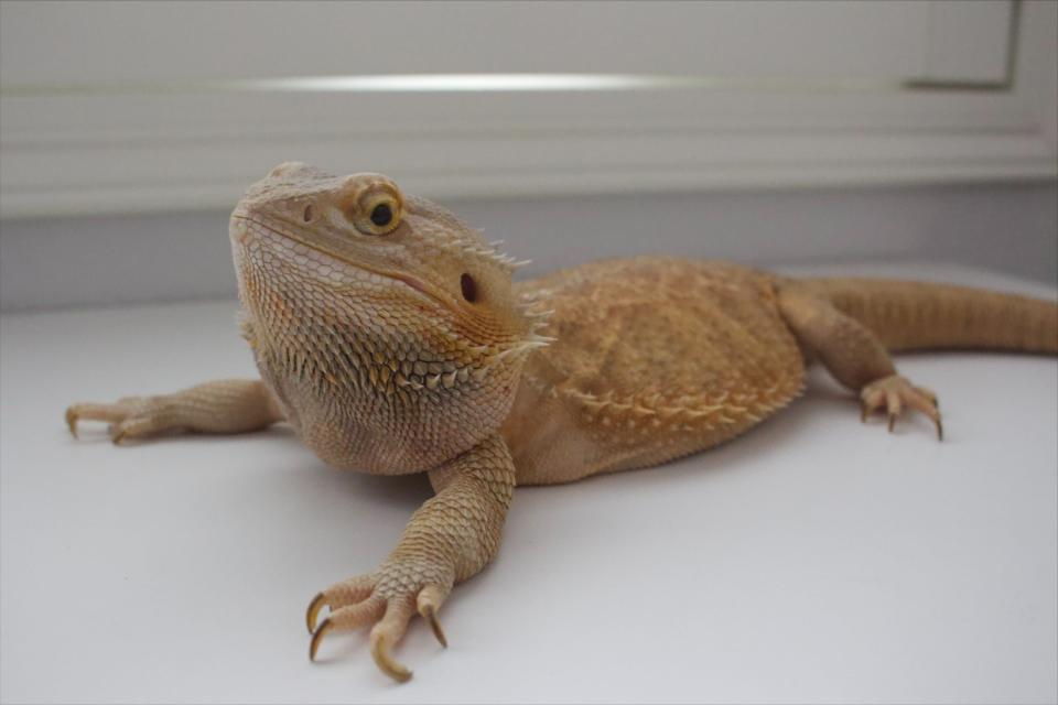 Bearded dragons are lizards that don't require extensive care. They get their name from the "beard" under their chin, which they can puff out if they feel threatened or unsafe.