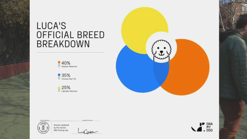 Results from DNA My Dog from a human sample / Credit: CBS Boston