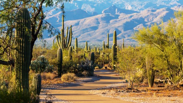 Saguaro National Park.