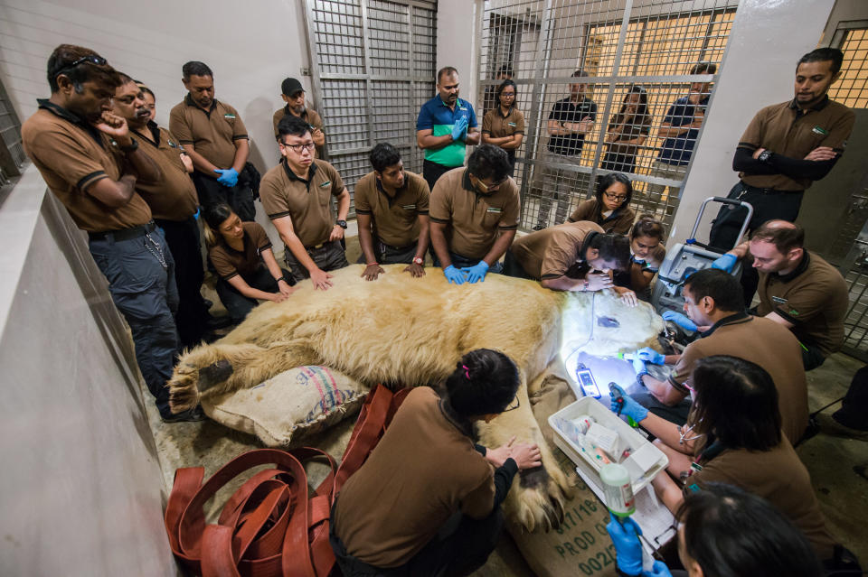 Inuka’s family of care givers past and present gathered around him as Dr Mathew administered the final injection to relieve him from suffering on 25 April, 2018. (PHOTO: Wildlife Reserves Singapore)