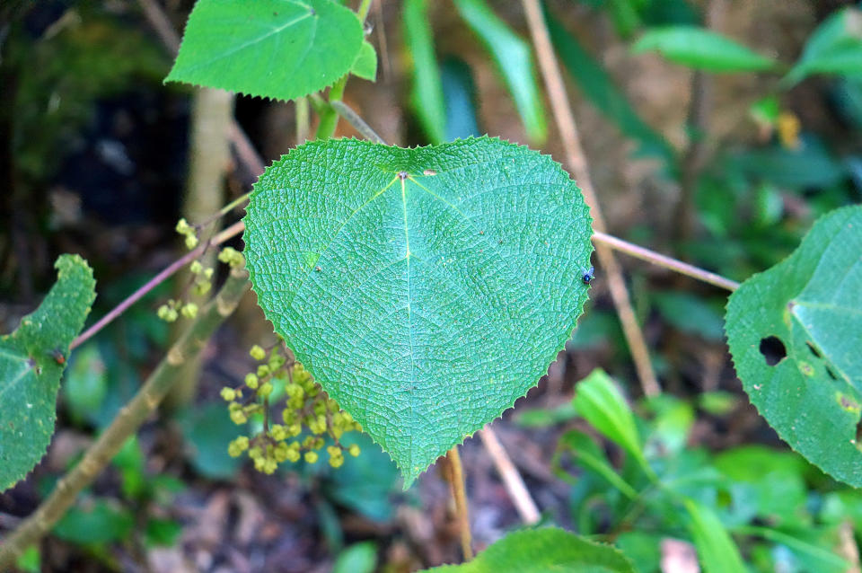 Typical leaf from a stinging bush found in eastern Australia, Papua New Guinea and Indonesia.  Known as Gympie-gympie in Australia and salat in Papua New Guinea, contact with this leaf can result in human death, more often extreme pain that can last for months.  Stinging hairs deliver a potent neurotoxin when touched.  Leaf has medicinal purposes in some PNG tribes.  Scientific name is Dendrocnide moroides.