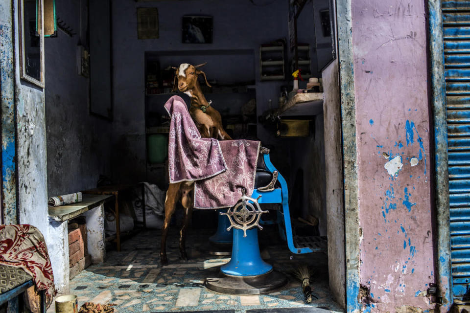 Una cabra en una barbería