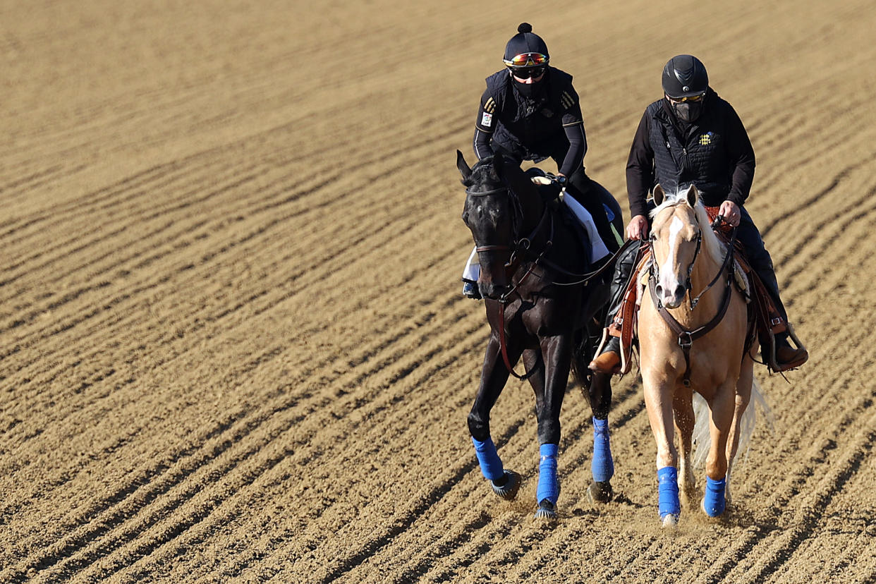 BALTIMORE, MARYLAND - MAY 11: Kentucky Derby winner Medina Spirit (L) is walked over the track during a training session for the upcoming Preakness Stakes at Pimlico Race Course on May 11, 2021 in Baltimore, Maryland. (Photo by Rob Carr/Getty Images)