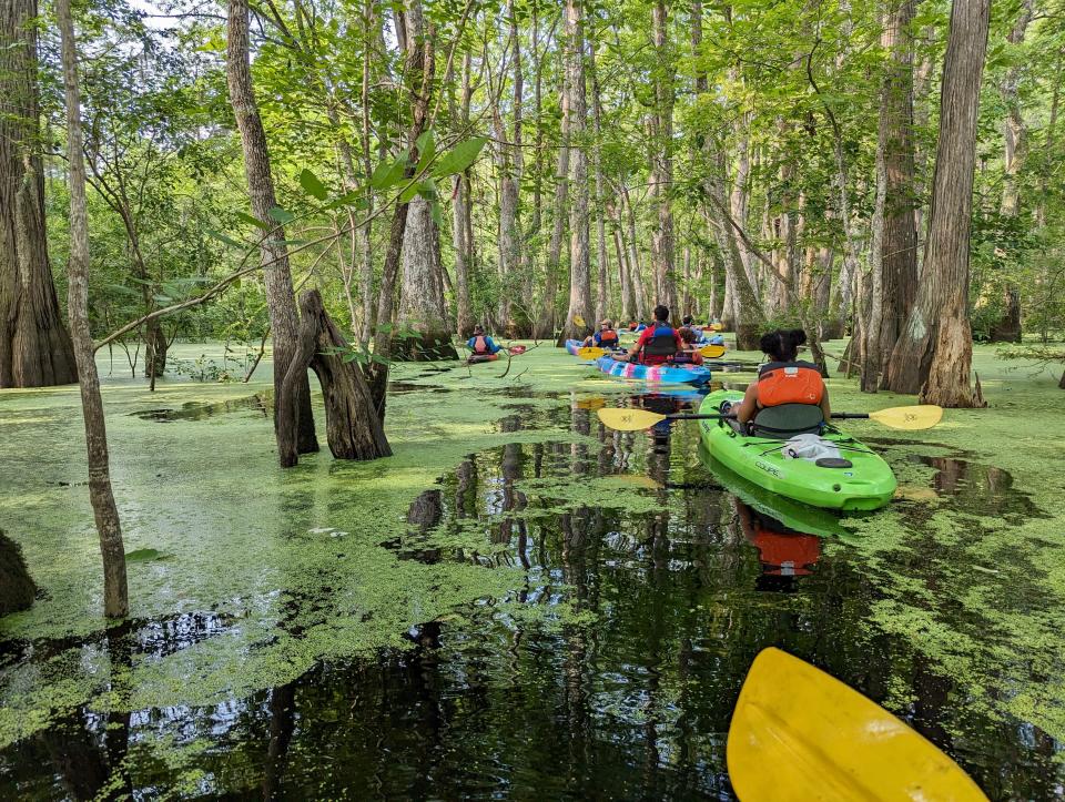 Navigating the Cypress and Tupelo trees gets tricky as Ebenezer Creek narrows, staying together is most important.