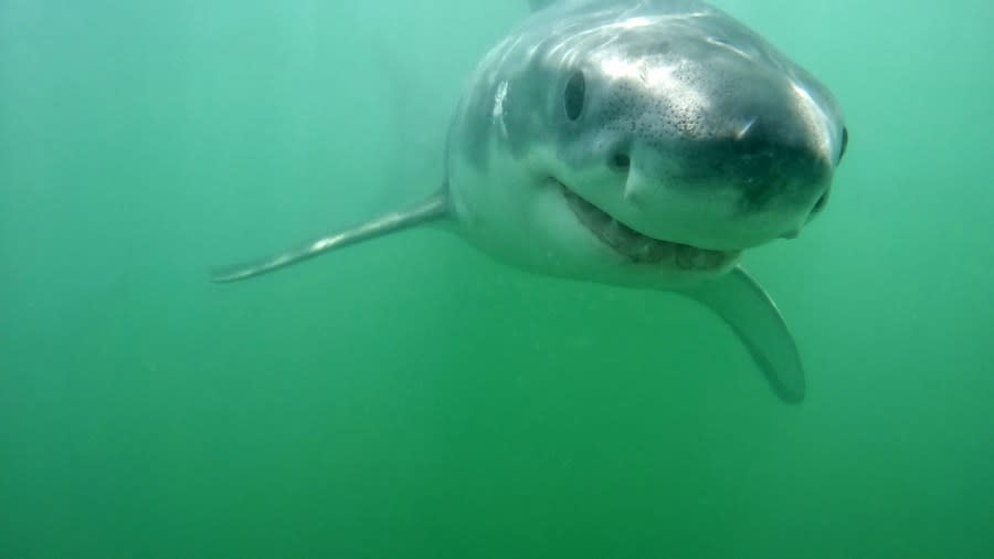 A young great white shark near New Brighton State Beach swims toward a GoPro camera in June 2024. (Photo courtesy Eric Mailander)