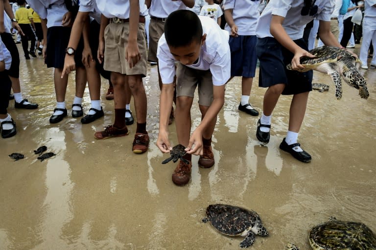 The sea turtles, seen as symbols of longevity, waddled into the waves off Sattahip naval base in Chonburi province