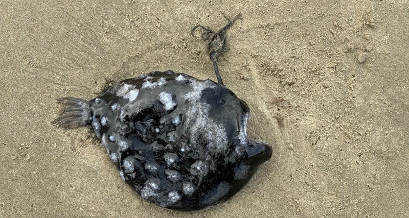 A deep-sea angler fish, also known as a Pacific football fish, was found near Cannon Beach. It may be the first time ever this fish has been spotted along the Oregon coast. May 18, 2024 (Seaside Aquarium)