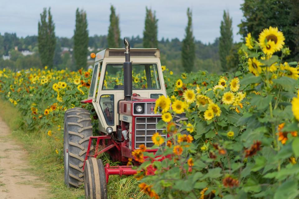 Bob's Corn and Pumpkin Farm in Snohomish, Washington