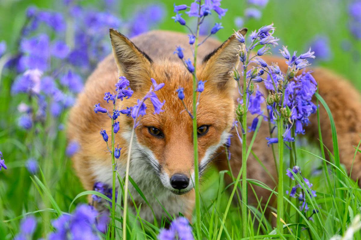 A fox in the bluebells. Photo: Jason Hornblow