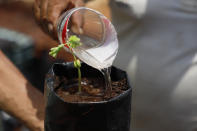 A person waters a seedling at a Planting Life site, a jobs and reforestation program promoted by Mexican President Andres Manuel Lopez Obrador, in Kopoma, Yucatan state, Mexico, Thursday, April 22, 2021. President Lopez Obrador is making a strong push for his oft-questioned tree-planting program, trying to get the United States to help fund expansion of the program into Central America as a way to stem migration. (AP Photo/Martin Zetina)