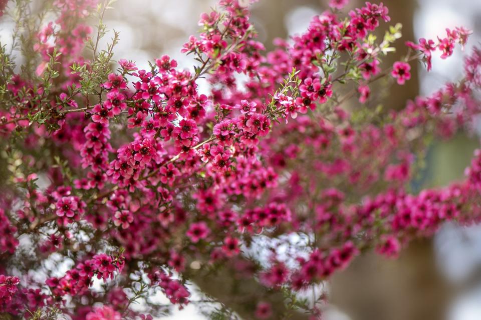 leptospermum scoparium, commonly called mānuka, manuka, manuka myrtle, new zealand teatree, broom tea tree, or just tea tree crimson flowers