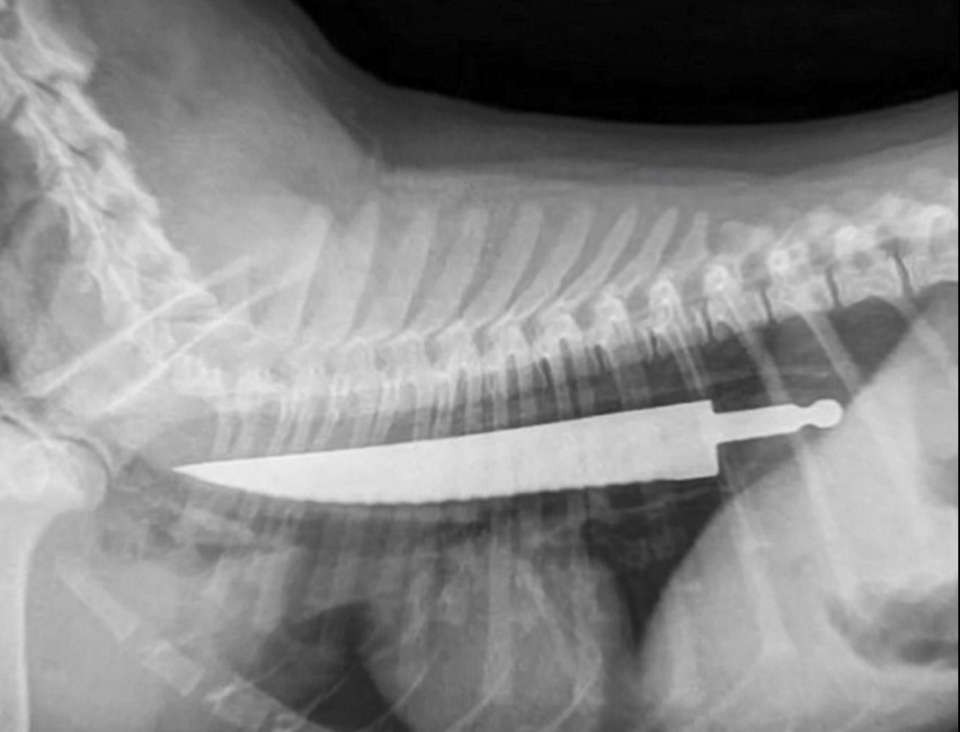 The 20cm knife found inside Lexi baffle vets caring for her. Photo: ARH