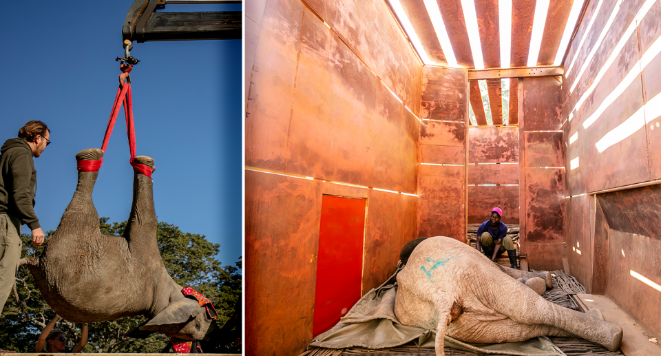 Monitoring of the elephants vital signs occurs until they wake up. Source: Lesanne Dunlop / IFAW