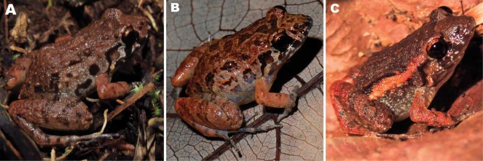 Several Adenomera albarena, or white-sand terrestrial foam-nesting frogs.