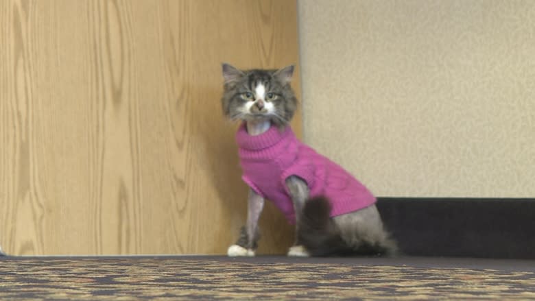Rescue group tries to count every stray cat in New Brunswick
