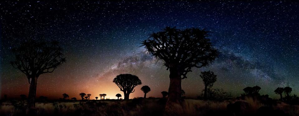 'Quiver Trees by Night' taken by Florian Breuer in Namibia shows the unusual trees silhouette against the bright Milky Way (Florian Breuer)