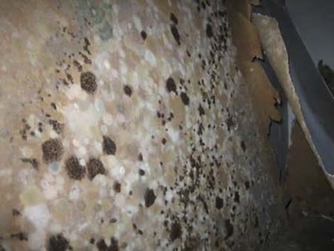 Is mold taking over behind your walls?