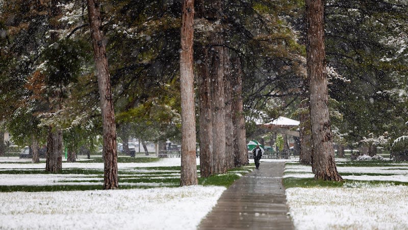 A man, who asked not to be named, walks with his umbrella under snow-covered trees at Liberty Park in Salt Lake City on Sunday, May 5, 2024.