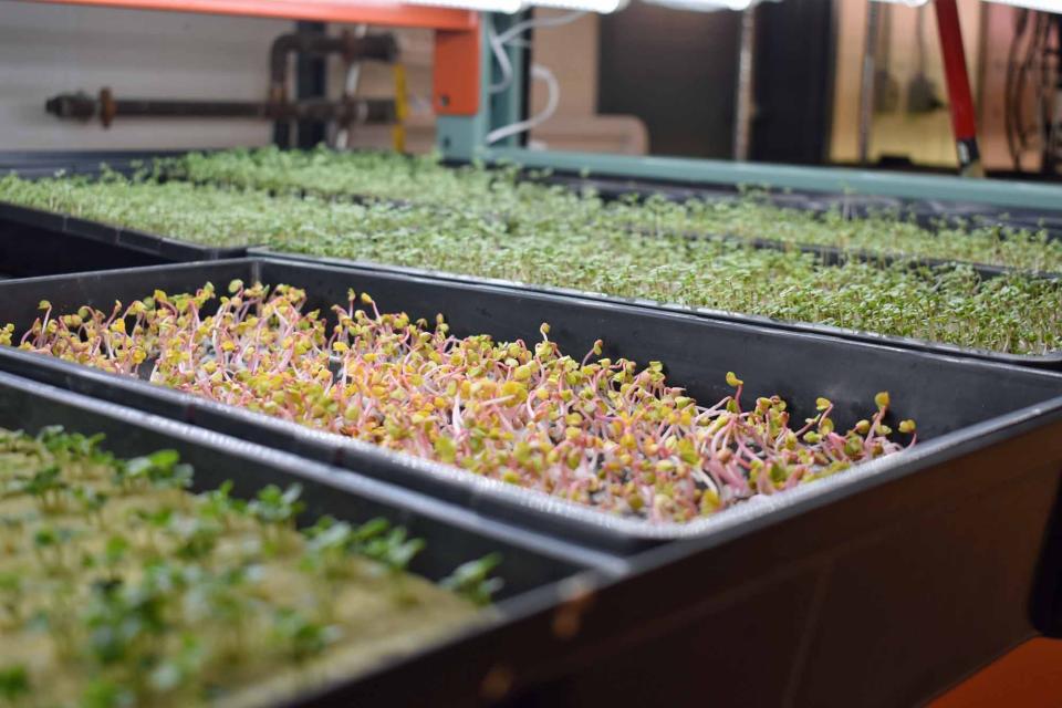 Several varieties of microgreens grow in trays at Ames-based Clayton Farms, formerly Nebullam, an indoor farm that is expanding to Minnesota.