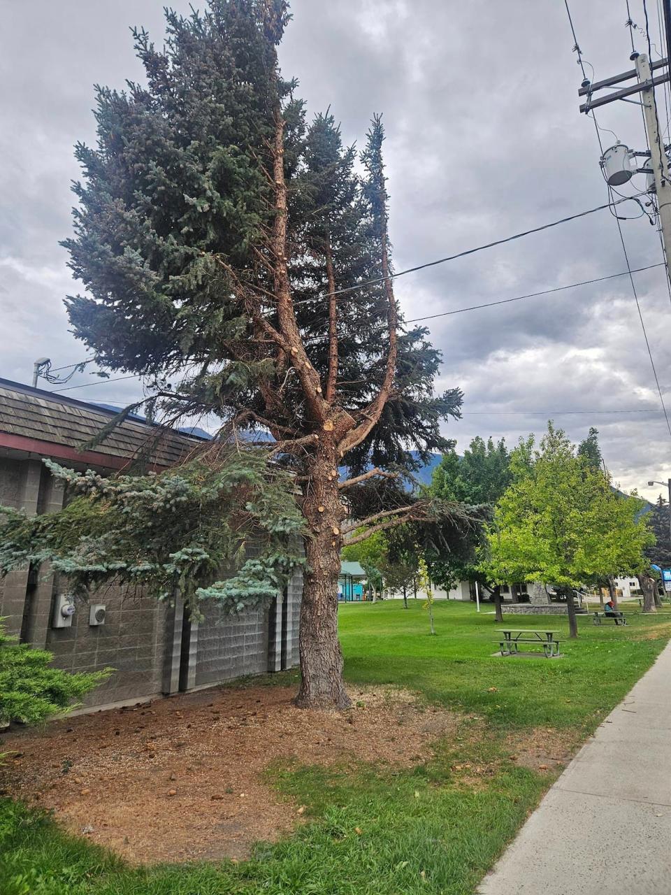 A tree in Keremeos, B.C. had its branches cut off on one side.