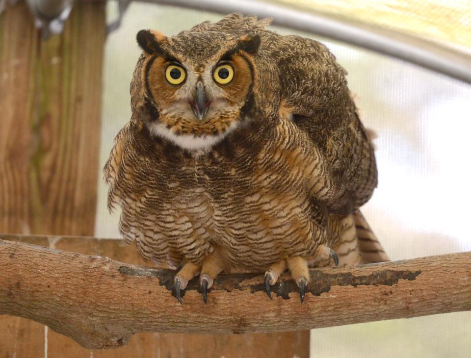 A great horned owl currently recovering at the Birdsey Cape Wildlife Center. It was brought in on Dec. 27, 2021 after ingesting some form of rat poison and later found in a garden in Barnstable. The center has been treating a number of raptors who have been poisoned by rodenticide. Steve Heaslip/Cape Cod Times
