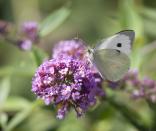 <p>Known as the butterfly bush (they are a favourite nectar source for butterflies), this fragrant flower is the ultimate mood-boost. Be sure to plant them in spring next year to ensure they flourish. </p><p><a class="link " href="https://www.dobies.co.uk/flowers/shrubs/buddleia-plants/buddleja-butterfly-towers_mh7961" rel="nofollow noopener" target="_blank" data-ylk="slk:BUY NOW VIA DOBIES;elm:context_link;itc:0;sec:content-canvas">BUY NOW VIA DOBIES</a></p>