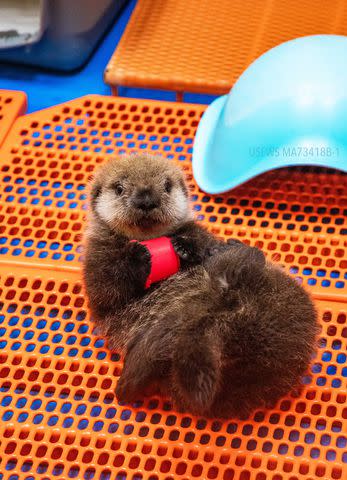 <p>Shedd Aquarium</p> Sea otter pup tended to at Shedd Aquarium in Chicago