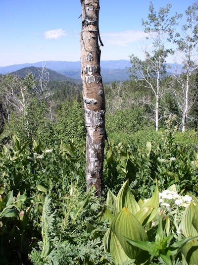 an aspen in a clearing with peeling bark that has some bits of arborglyphs visible