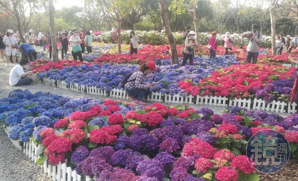 大安森林公園的繡球花花海十分平易近人。