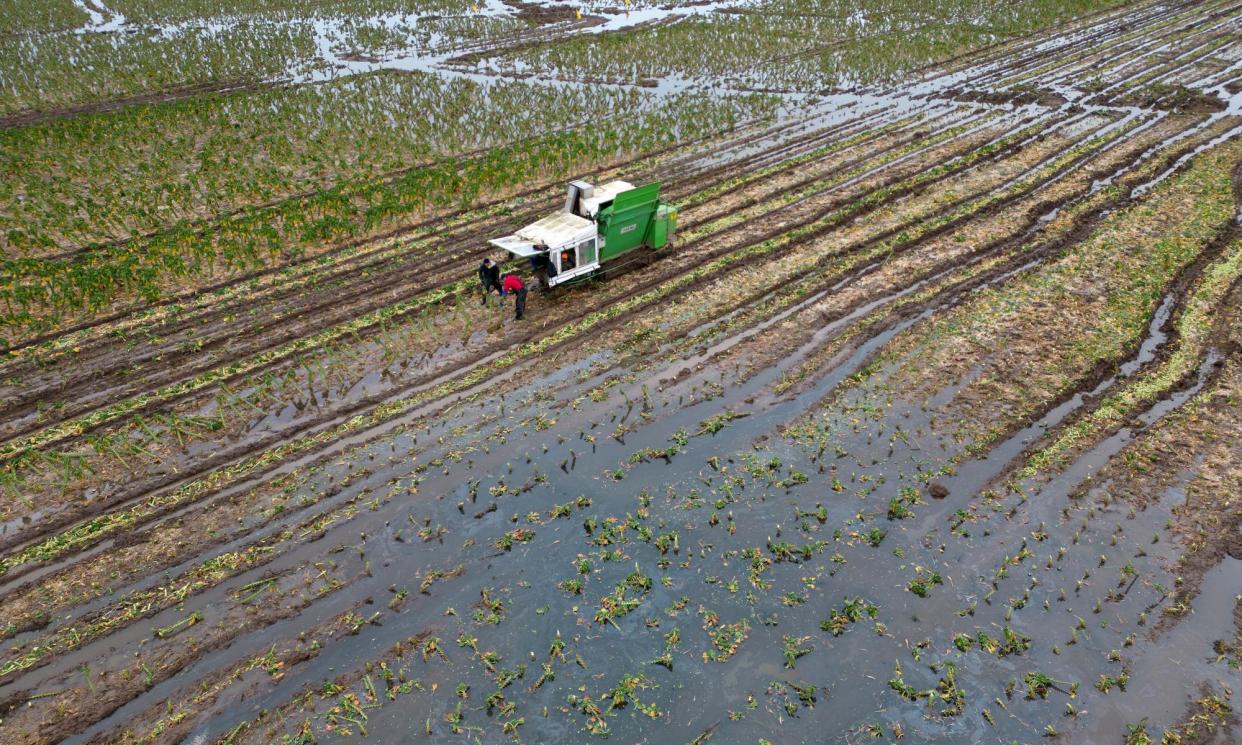 <span>Brussels sprouts being harvested in a flooded field near Boston, Lincolnshire, in April.</span><span>Photograph: Joe Giddens/PA</span>