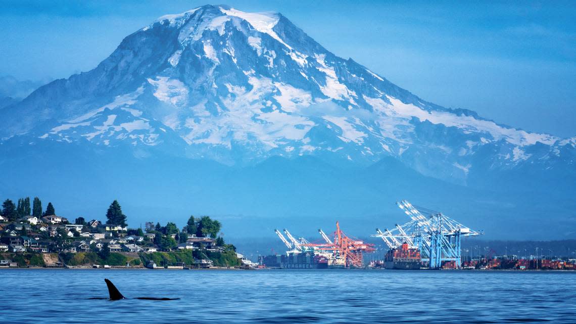 Ryan Dicks captured a photo of an orca breaching in front of Browns Point, the Port of Tacoma and Mt. Rainier.