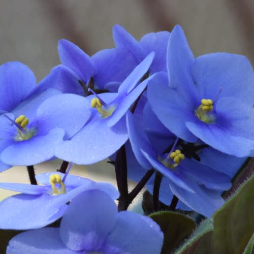 Live African Violet Plant, Light Blue Flower Plant 4 Inc Pot Planting Ornaments Perennial Garden Simple to Grow Pot Gifts