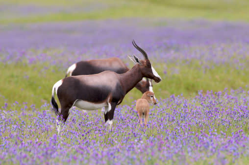 Bontebok