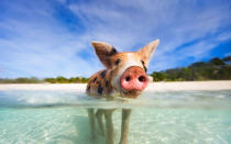 <p>These are not your standard barnyard pigs, and this, full disclosure, this is not an organized wildlife encounter program. On the island of Grand Exuma, in the Bahamas, feral pigs will go out of their way to surf and swim with you. Just head to the appropriately named <a rel="nofollow noopener" href="http://www.travelandleisure.com/articles/swimming-pigs-in-exuma" target="_blank" data-ylk="slk:Pig Beach;elm:context_link;itc:0;sec:content-canvas" class="link ">Pig Beach</a> and wait for some handsome piglets to come play.</p>