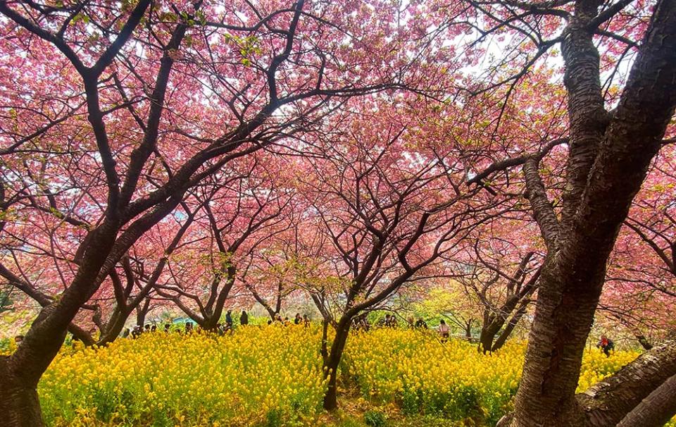 松田山（Image Source : Getty Creative）