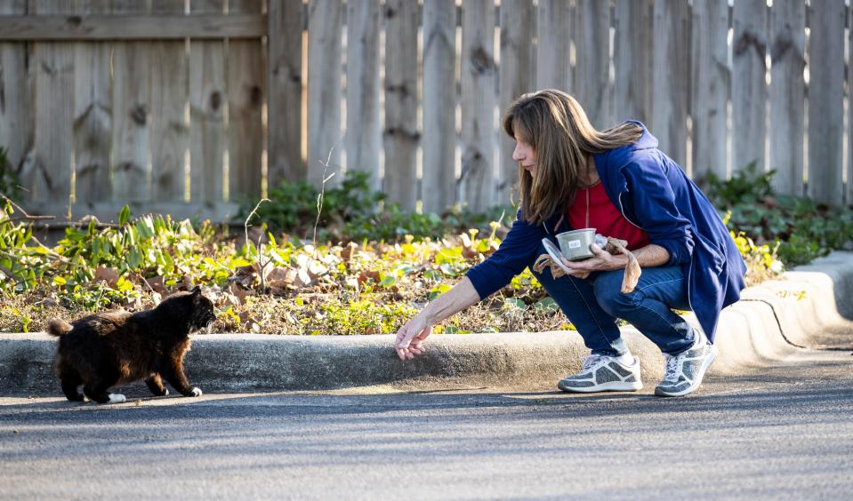 Molly Grady, founder of the Street Cat Society, checks on her cat colonies around Panama City on Jan. 5.